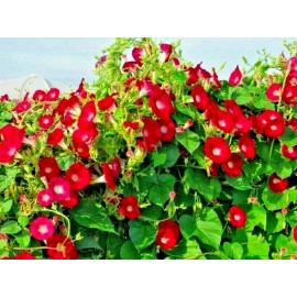Little Seed Store 41+Red MORNING GLORY Flower Seeds Wildflower Climbing Flowering Vine Container