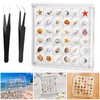 XANGNIER Acrylic Magnetic Seashell Display Box,Clear Sea Shell Display Box,Beach