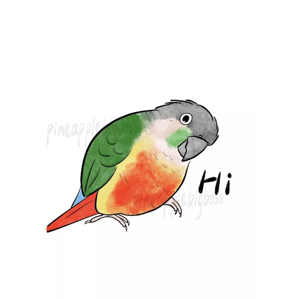 Handmade Green Cheek Conure CAR Stickers (yellow sided) Outdoor use