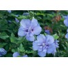 Proven Winners Hibiscus syriacus Blue Chiffon Rose of Sharon 4"