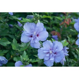 Proven Winners Hibiscus syriacus Blue Chiffon Rose of Sharon 4" Pot Live Plant Proven Winners