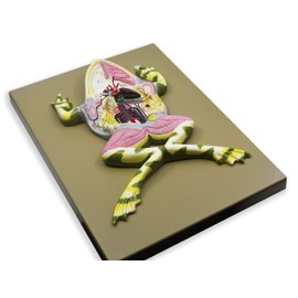 EISCO Frog Dissection Model, 17 Inch - Mounted - with English Key Card