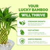 Lucky Bamboo Fertilizer – Liquid Plant Food for Greener Stalks,