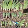Bearded Iris 15 Bearded Iris Rhizomes – Easy to Grow,