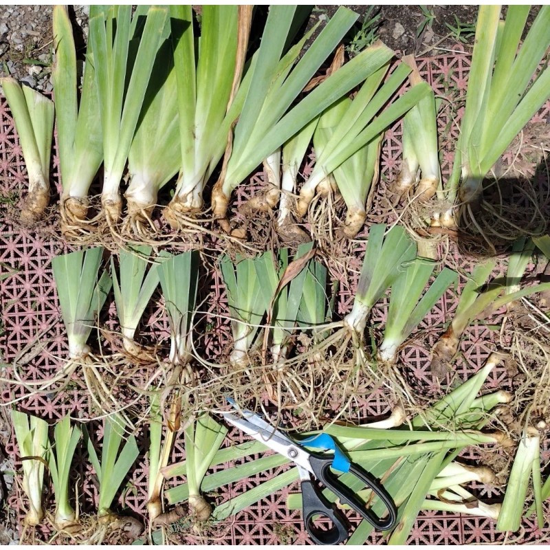 Bearded Iris 15 Bearded Iris Rhizomes – Easy to Grow,