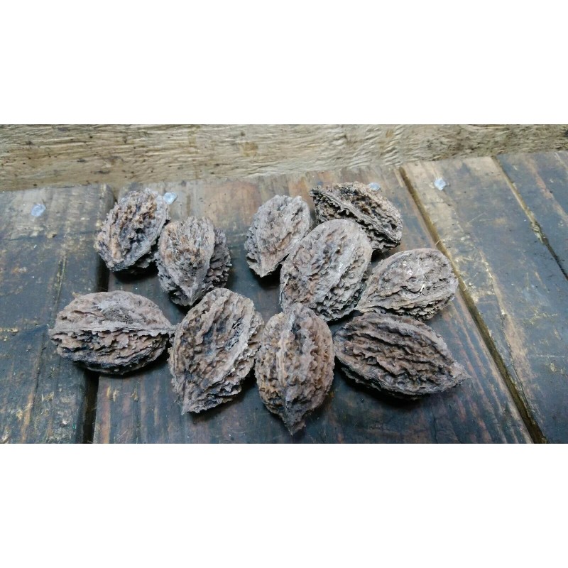 White 10 Butternut tree seeds (Juglans cinerea) aka White Walnut