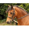 Windsor Equestrian Horses Bridle  Brown  Shetland