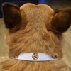 Small 'Welsh Corgi Love Note' Dog Collar (PR00063839)