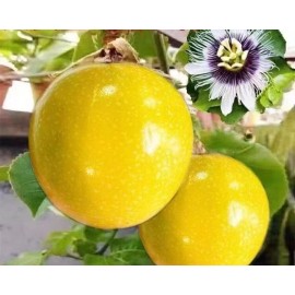 15+ Golden Passion Fruit Seeds Sweet Granadilla Yellow Passion Fruit  Seeds USA