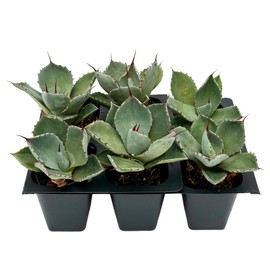 6 Agave Parryi | Live Succulents in 2.5-inch Nursery Cubes | Agave Parryi -truncata Variety | Easy-Care Drought-Tolerant Succulent | Featuring Striking Blue-Gray Compact Leaves for Xeriscapes and Home