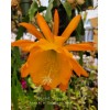 Cactus Epiphyllum Spiced Takuan in 4 inch pots / Orchid