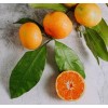 Naturewell Nature Well Crema Humectante Iluminadora Con Vitamina C