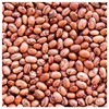 Everwilde Farms - 1 Lb Pinto Dry Bean Seeds -