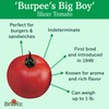 Burpee 'Big Boy' Tomato , 125 Non-GMO Seeds