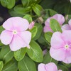 Outsidepride Pink Vinca Periwinkle Ground Cover Plant Flower Seed -