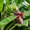 Palm Beach Medicinal Herbs - Darjeeling Banana (Musa sikkimensis) -