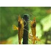 Shrimp Nature Shrimp Lollies Moringa Power shrimp food GlasGarten (Moringa)