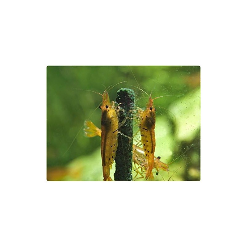 Shrimp Nature Shrimp Lollies Moringa Power shrimp food GlasGarten (Moringa)