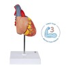 Axis Scientific Heart Model, 2-Part Deluxe Life Size Human Heart