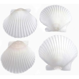 FSG - 12 White Florida Scallops (About 2") Seashells for Beach Wedding Decor and Ocean Crafts