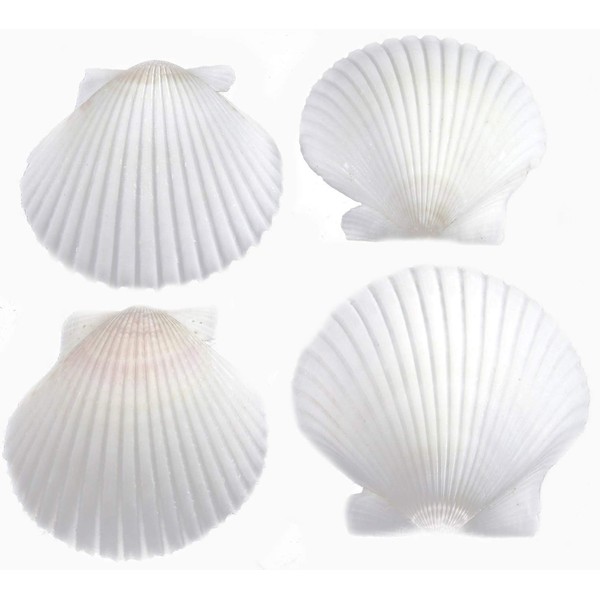 FSG - 12 White Florida Scallops (About 2") Seashells for