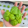 [Subscription] Chorokdam Basil Pesto 250g that you cherish more every