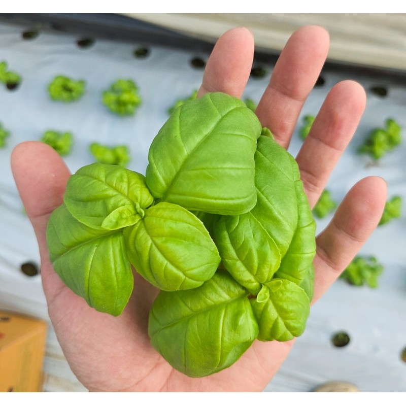 [Subscription] Chorokdam Basil Pesto 250g that you cherish more every