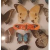 Butterfly Hugs - Premium Adhesive Butterfly Bandages from Hug-a-BooBoo, The