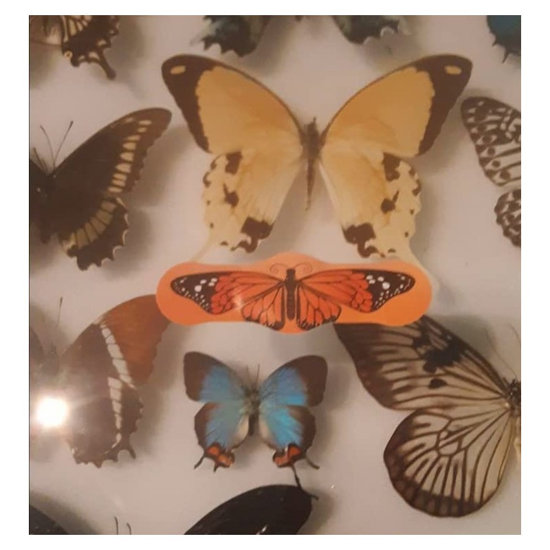 Butterfly Hugs - Premium Adhesive Butterfly Bandages from Hug-a-BooBoo, The