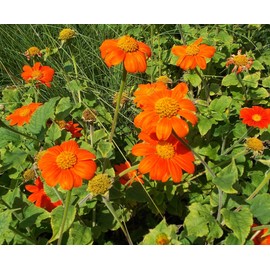 TomorrowSeeds - Mexican Sunflower Seeds - 100+ Count - for 2025 Planting Tithonia Rotundifolia Red Torch Golden Sunflower Huge Tall Daisy Xeriscape Annual Flower Grow Your Own Home Farm Patio Healthy