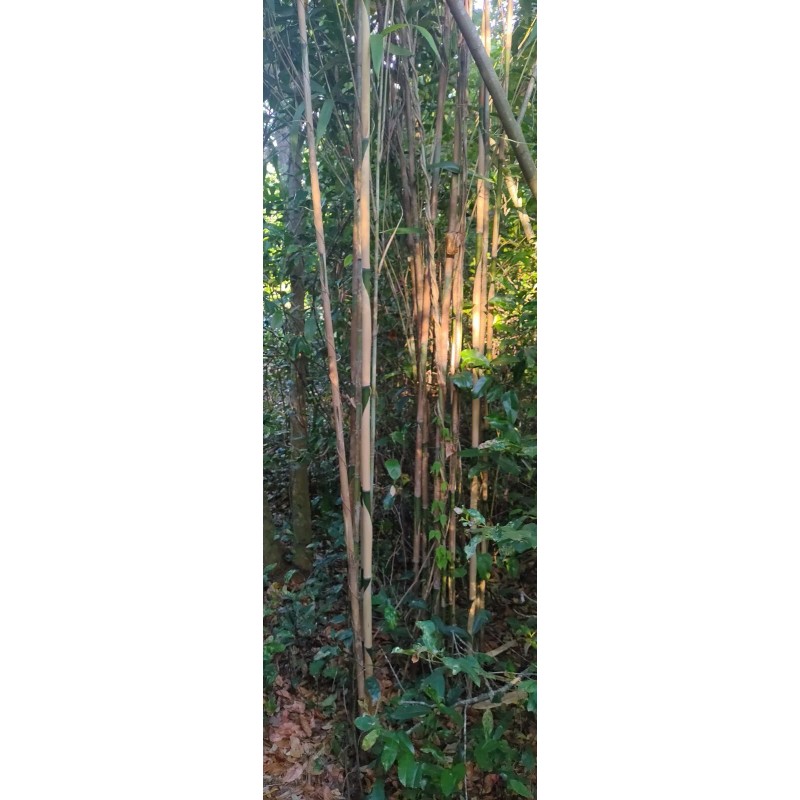 Bamboo 3 Pieces Tonkin Cane RHIZOME Root 12"+ Live Bamboo