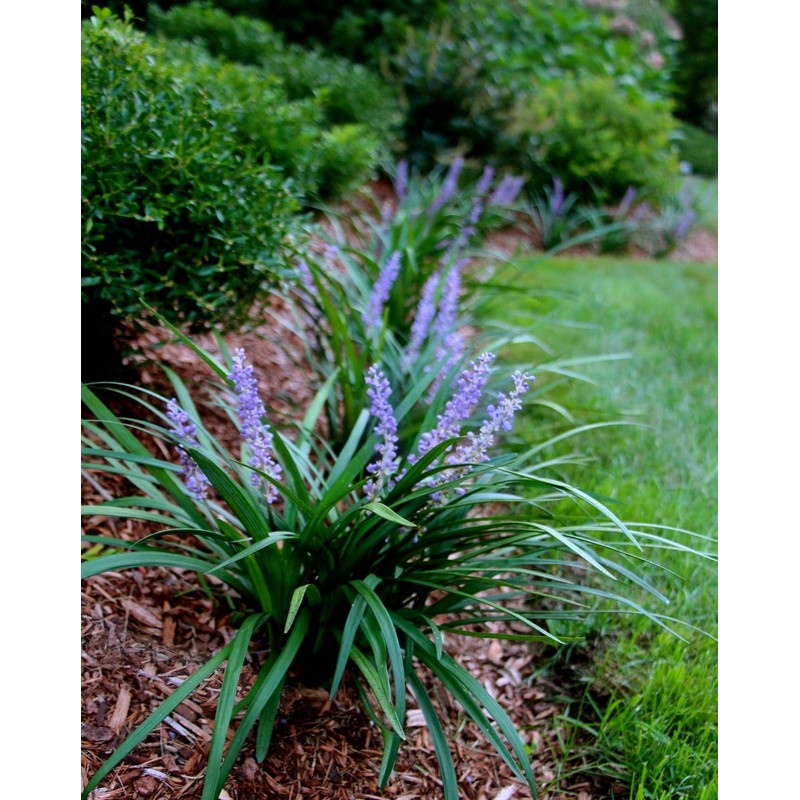 Super Blue Liriope Muscari - 40 Live Plugs - Ground