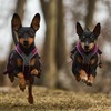 Non-stop dogwear Line Harness 5.0 |214| Guide and Everyday Harness,