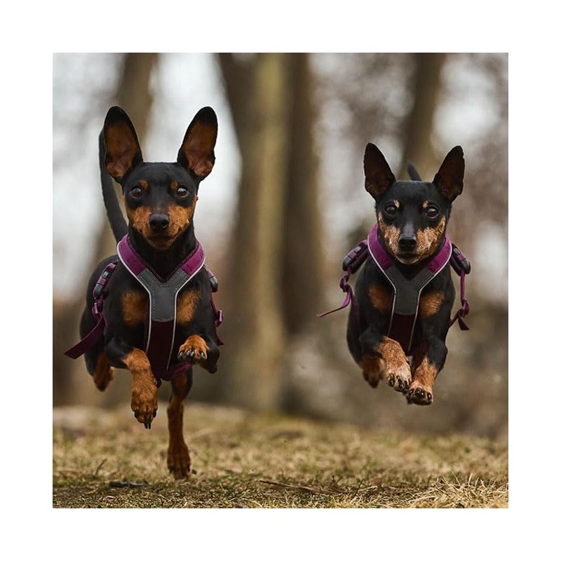 Non-stop dogwear Line Harness 5.0 |214| Guide and Everyday Harness,