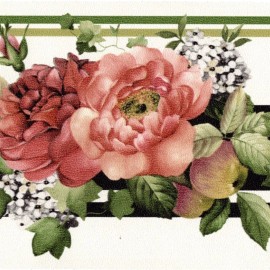 Sunworthy Cabbage Red Roses Floral Wallpaper Border Flower Wall Decor ,4.25" Wide Border