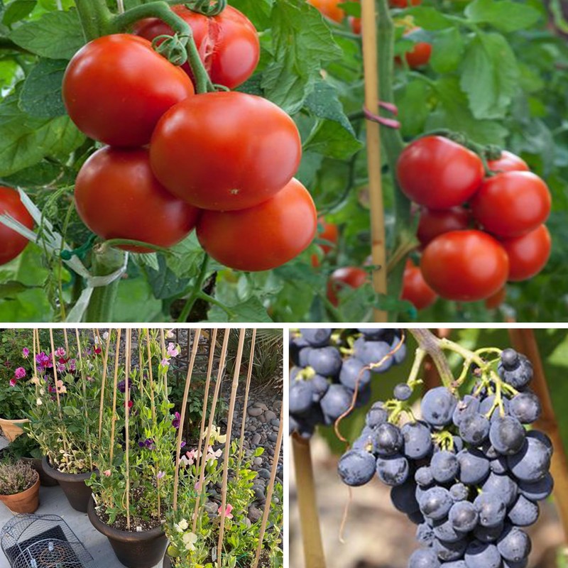 SWANGSA 65 Pack 6 Feet Garden Bamboo Stakes for Plant