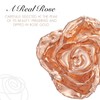 Forever Rose Real Rose Gold Rose, Genuine One of a