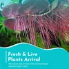 30+ Red Root Floater - Live Aquarium Plants - 4oz