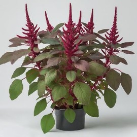 Red Garnet Amaranth Seeds - Heirloom, Non-GMO, 100+ Seeds, Vibrant Microgreens & Ornamental Plant for Home Gardening. Stunning Plant for Every Garden.