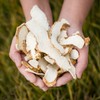 See detailed explanation Domestic maple yam (temple) 600g / 국산