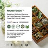 FounditGood FounditGood Karpooravalli Tea (Plectranthus amboinicus/Indian Borage) – 100% Natural
