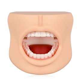 Modelo de dientes con estructura de mejilla, modelo dental de tipodont para demostración de cuidado dental, modelo dental para educación dental y enseñanza