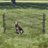 New World Pet Products 30" Foldable Black Metal Dog Exercise