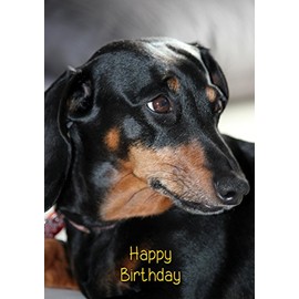 Dachshund Birthday Card
