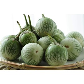 Thai Round Green Eggplant Seeds (40 Seed Pack)