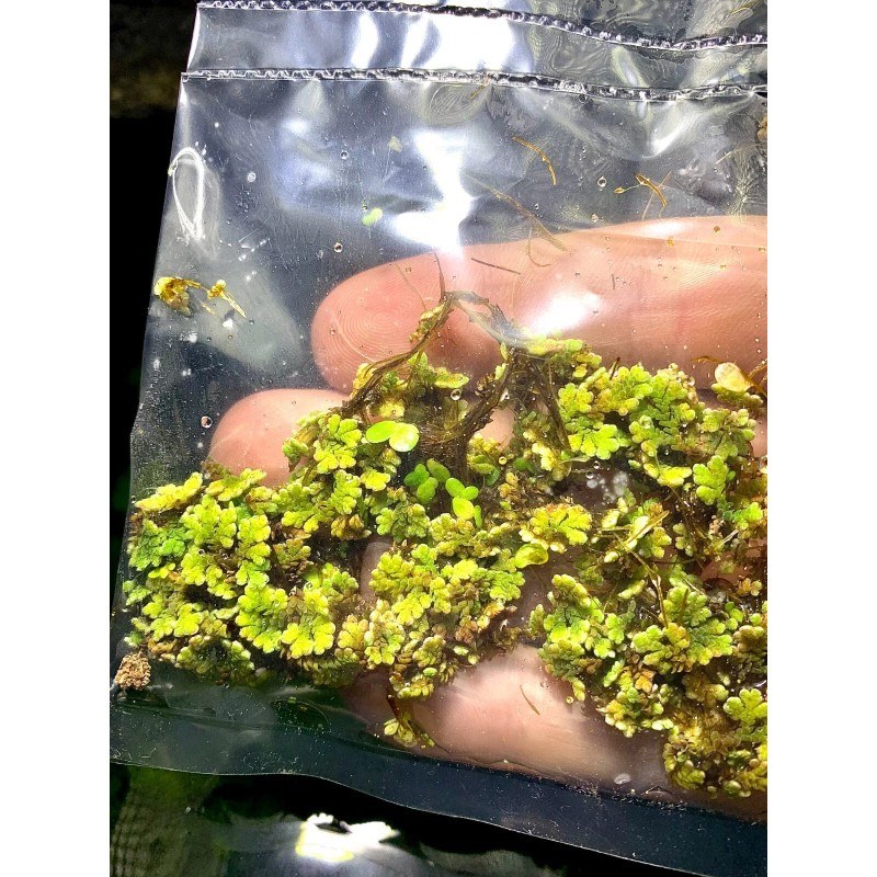 BUY 2 GET 1 FREE Azolla Filiculoides Fairy Moss Live