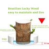 Brazilian Wood Plant,Mini Brazil Lucky Wood,Lucky Tree,with Panda/Monk Statues,Brazilian Tree