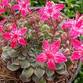 Graptopetalum Tacitus bellus Super Star Cacti Cactus Succulent Real Live Plant