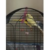 2 Bird Cage Hanging Mirrored Small Swing Perch Toys Parakeet