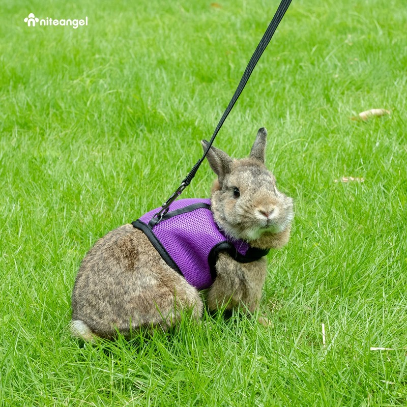 Niteangel Adjustable Soft Harness with Elastic Leash for Rabbits (M,